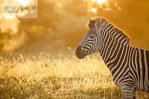 Das Seitenprofil eines Zebras  Equus quagga  im Gegenlicht mit goldenem Licht