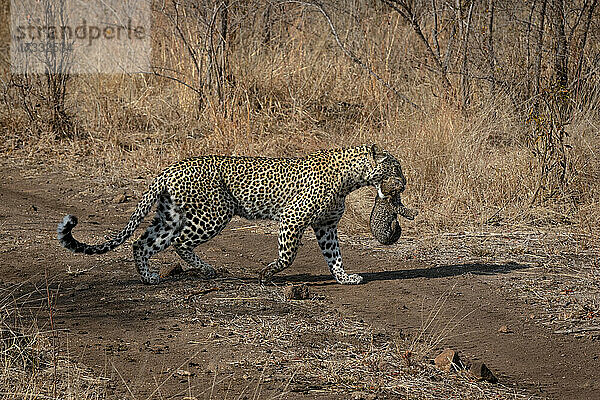 Ein Leopard  Panthera pardus  trägt sein Junges im Maul  während es eine Straße überquert