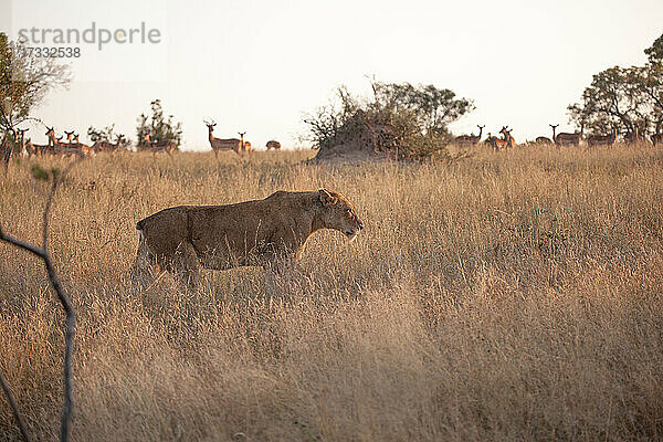 Eine Löwin ohne Schwanz  Panthera leo geht durch trockenes Gras
