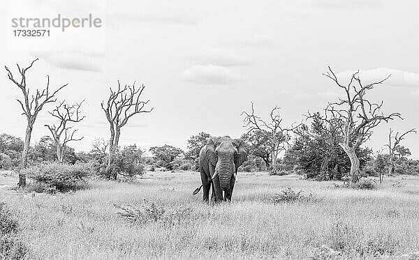 Ein Elefant  Loxodonta Africana auf einer Lichtung  tote Bäume
