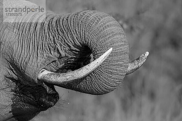 Ein Elefantenrüssel  Loxodonta africana  Rüssel zum Mund  während er trinkt