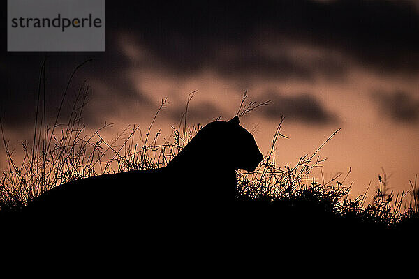 Eine Silhouette eines Leoparden  Panthera pardus  auf einem Termitenhügel