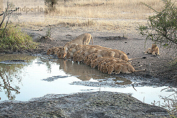 Ein Rudel Löwen  Panthera leo  bückt sich und trinkt in einer Reihe aus einem Wasserloch