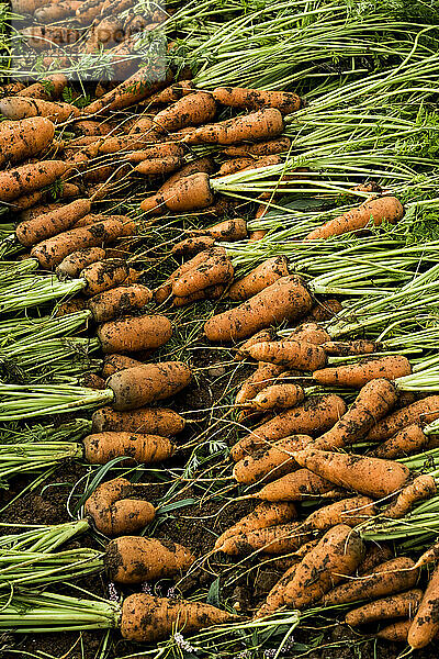 Nahaufnahme von frisch gepflückten Karottensträußen.