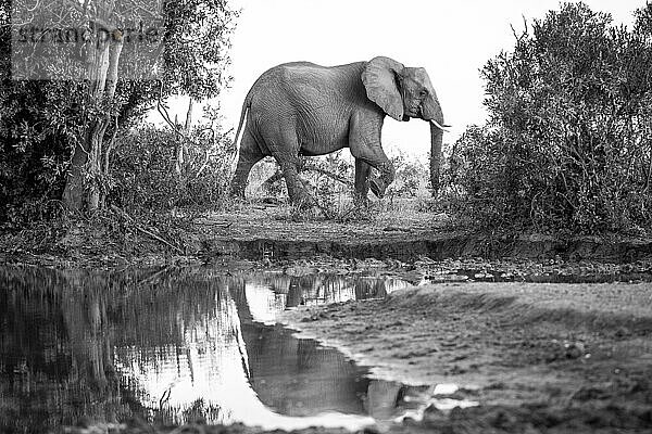 Elefant  Loxodonta africana an einem Wasserloch  Spiegelung im Wasser