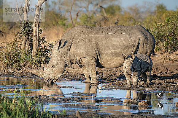 Ein Breitmaulnashorn und sein Kalb  Ceratotherium simum  trinken an einem Wasserloch