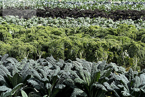 Blick über Reihen von grünem Gemüse auf einem Bauernhof.