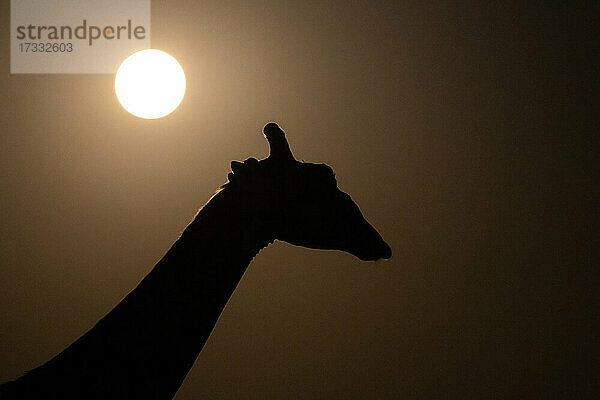 Die Silhoutte einer Giraffe  Giraffa camelopardalis giraffa  Sonne im Hintergrund