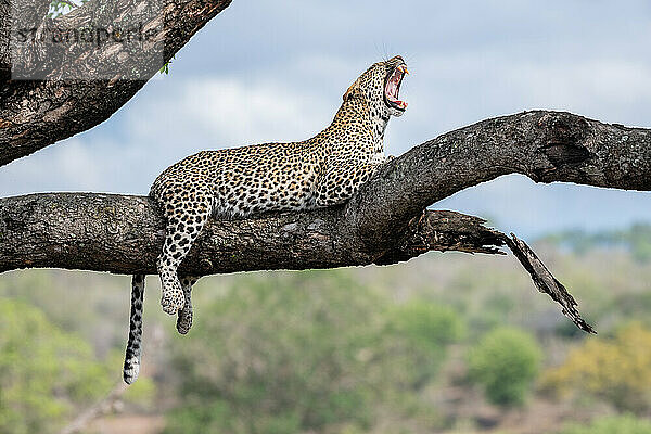 Ein Leopard  Panthera pardus  liegt auf einem Ast in einem Baum und gähnt