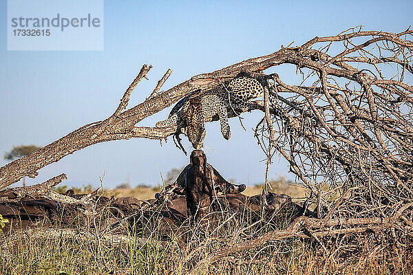 Ein Leopard liegt in einem toten Baum und greift nach einem Büffel darunter