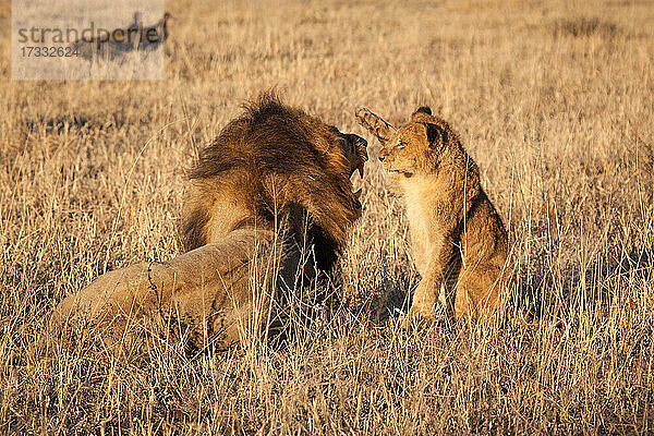 Ein Löwenjunges  Panthera leo  hebt seine Pfote zu einem männlichen Löwen  der knurrt