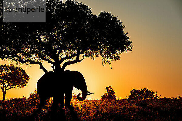 Die Silhouette eines Elefanten  Loxodonta africana  der bei Sonnenuntergang unter einem Baum steht