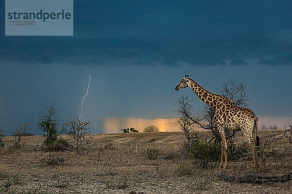 Eine Giraffe  Giraffa camelopardalis giraffa  beobachtet ein Gewitter