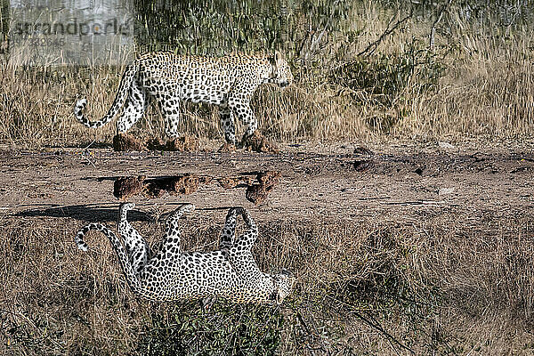 Ein Leopard  Panthera pardus  geht an einem Wasserloch vorbei  Spiegelung im Wasser