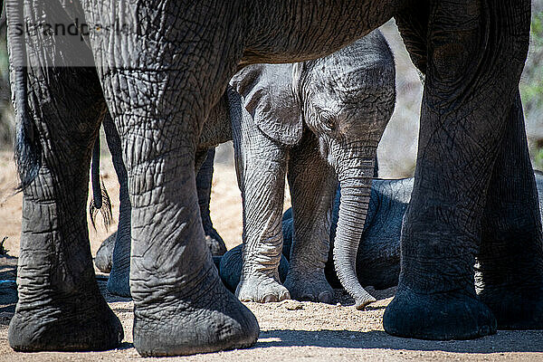 Ein Elefantenkalb  Loxodonta Africana  steht unter den Beinen eines Erwachsenen