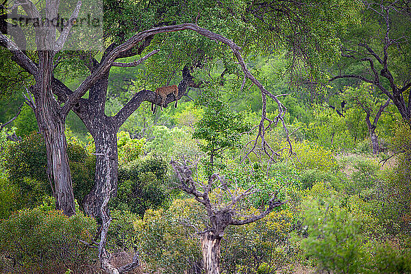 Ein Leopard  Panthera pardus auf einem Ast im Baum