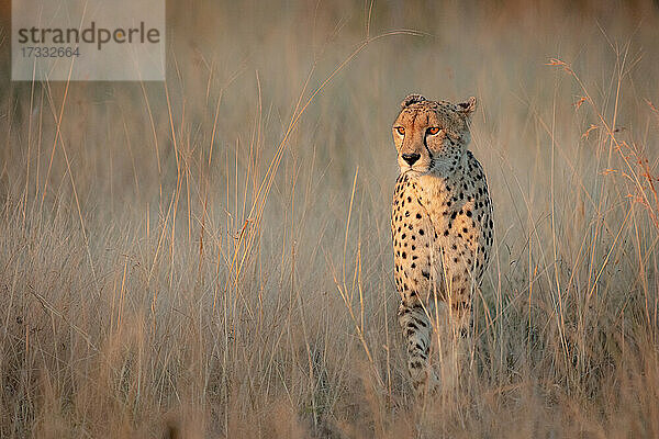 Ein Gepard  Acinonyx jubatus  läuft durch langes trockenes Gras