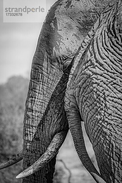 Der Kopf eines Elefanten  Loxodonta africana