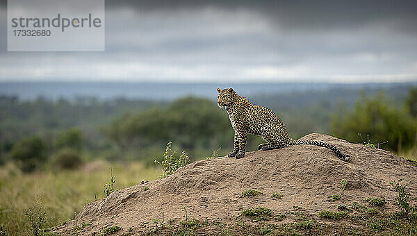 Ein Leopard  Panthera pardus auf einem Termitenhügel