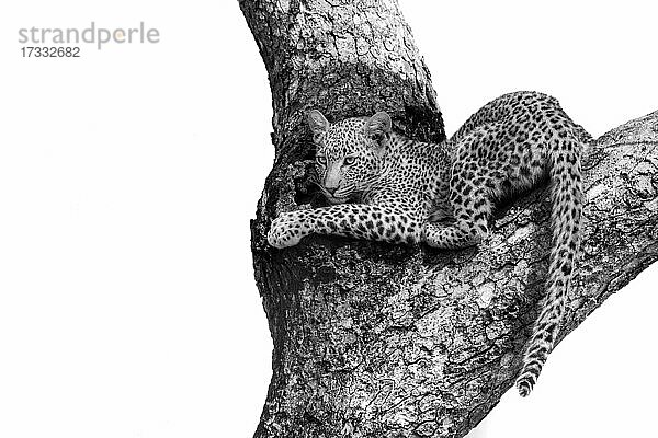 Ein Leopardenjunges  Panthera pardus  liegt in der Gabelung eines Baumes