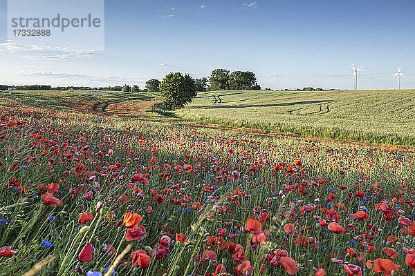 Blühender Mohn auf einer Wiese im Grünen