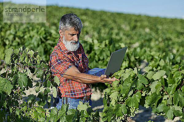 Männlicher Landwirt mit Laptop  der an einem sonnigen Tag Weinreben analysiert