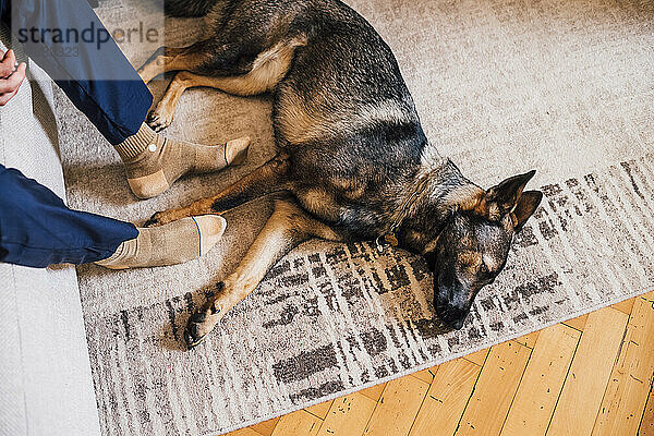 Hund auf dem Teppich liegend neben einem Mann  der zu Hause auf dem Sofa sitzt