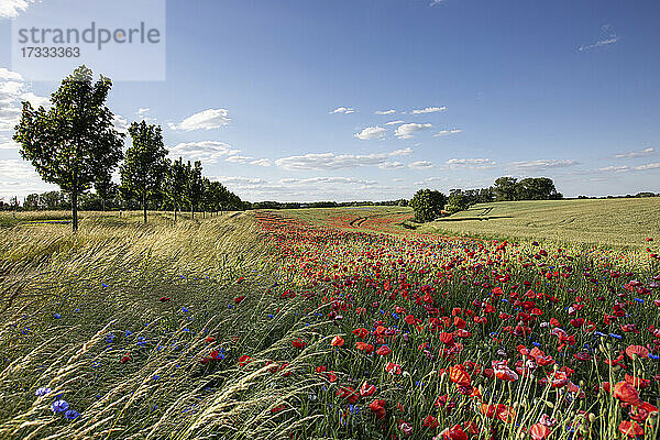 Blühender Mohn auf einer Wiese im Grünen