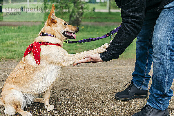 Mann beim Händeschütteln mit Hund im Park
