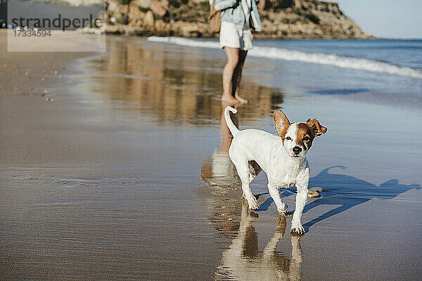 Jack Russell Terrier am Meeresufer mit Frau am Strand