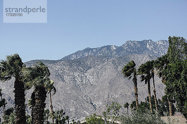 Palmen mit Bergkette im Hintergrund unter klarem blauen Himmel