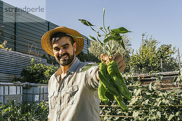 Lächelnder junger Mann mit Strohhut und frischen grünen Paprikaschoten im Garten an einem sonnigen Tag