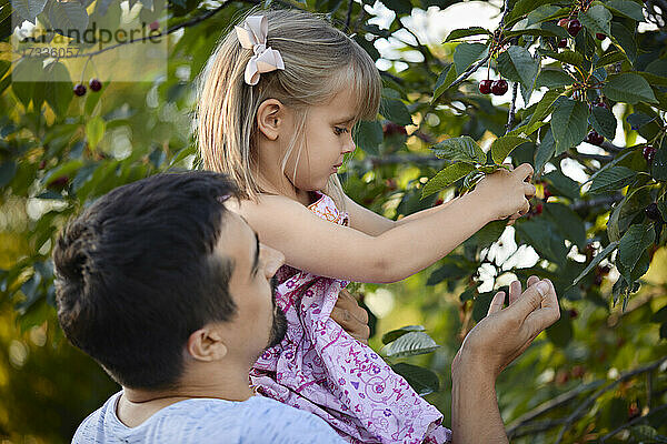 Vater hält Tochter  die Kirschen vom Baum im Hinterhof pflückt