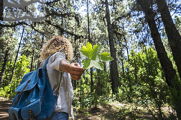 Reife Frau  die ein grünes Blatt hält  während sie im Wald steht