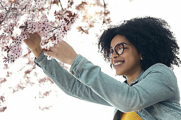 Lächelnde junge Frau  die Kirschblüten berührt