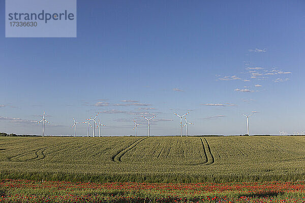 Feld auf dem Land im Sommer mit Windkraftanlagen im Hintergrund