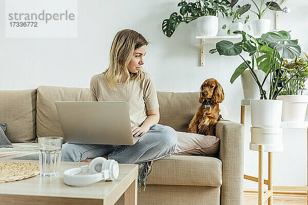 Geschäftsfrau mit Laptop  die einen Hund ansieht  während sie auf dem Sofa im Wohnzimmer sitzt