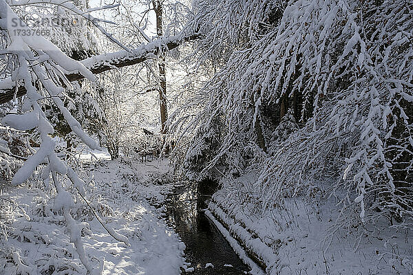 Bach inmitten von schneebedeckten Bäumen im Wald