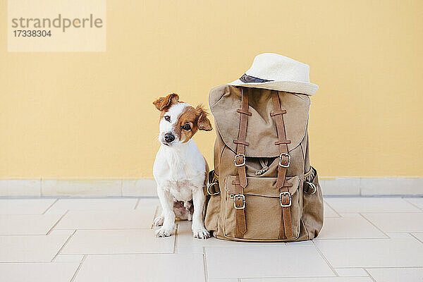 Jack Russell Terrier mit Rucksack vor einer Wand