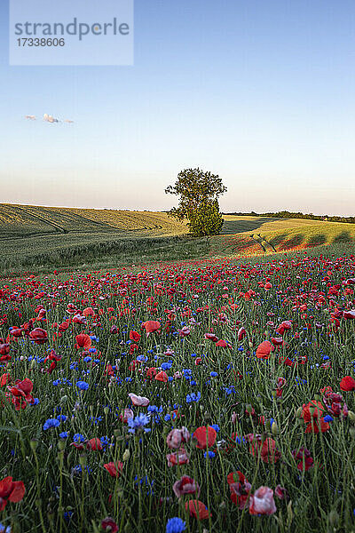 Blühender Mohn auf einer ländlichen Wiese in der Abenddämmerung