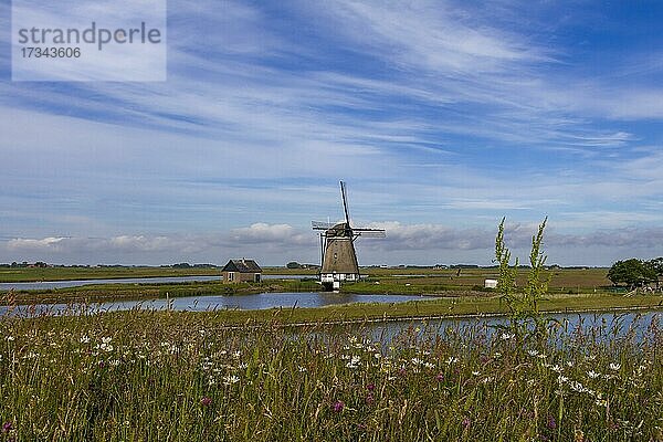 Windmühle Het Noorden  Insel Texel  Niederlande  Europa
