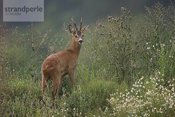 Rehbock (Capreolus capreolus) im Weinberg  Deutschland  Europa