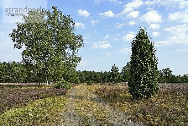 Heidelandschaft  Oberoher Heide  Wacholder (Juniperus communis)  Birken (Betula) und blühende Besenheide (Calluna Vulgaris)  Naturpark Südheide  Lüneburger Heide  Niedersachsen  Deutschland  Europa