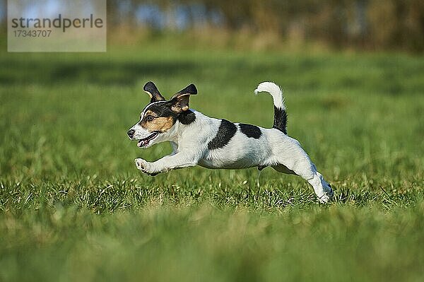 Jack Russell Terrier  Welpe  Hund auf einer Wiese  Bayern  Deutschland  Europa