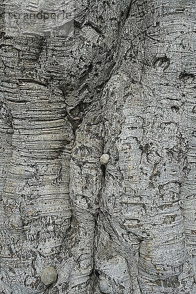 Rinde  Borke alter Gummibäume (Ficus)  Termini Imerese  Sizilien  Italien  Europa