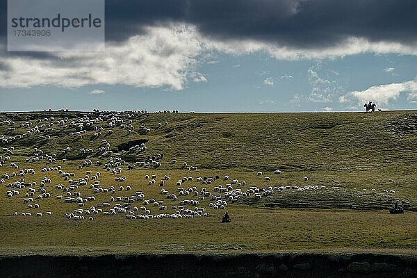 Schafe (Ovis aries)  Reiter und Männer auf Quads beim Schafabtrieb oder Réttir  Kirkjubæjarklaustur  Skaftárhreppur  Suðurland  Island  Europa