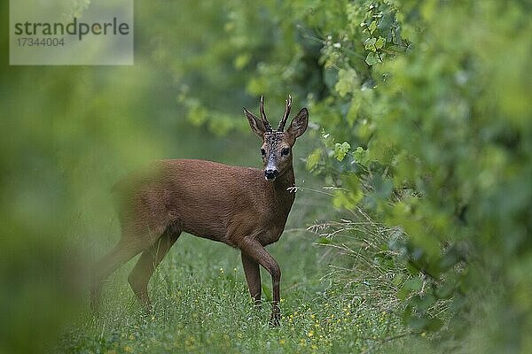 Rehbock (Capreolus capreolus) im Weinberg  Deutschland  Europa