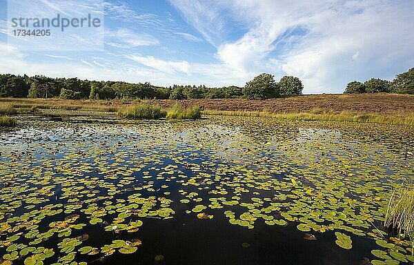 Teich mit Seerosen  Rolvennen  Nationalpark De Meinweg  Niederlande  Europa