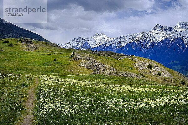 Tartscher Bühl  Bühel  Bichl  bei Tartsch  mit Ortler Massiv  Vinschgau  Südtirol  Italien  Europa