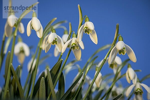 Group of snowdrops against blue Common snowdrop (Galanthus nivalis)  Germany